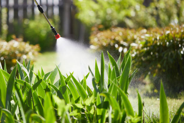 24/7 Emergency Termite Control experts in Forestville, MD