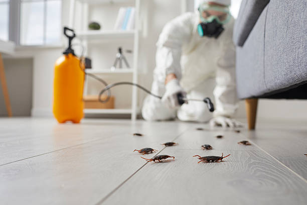 Affordable Termite Control solutions in Forestville, MD
